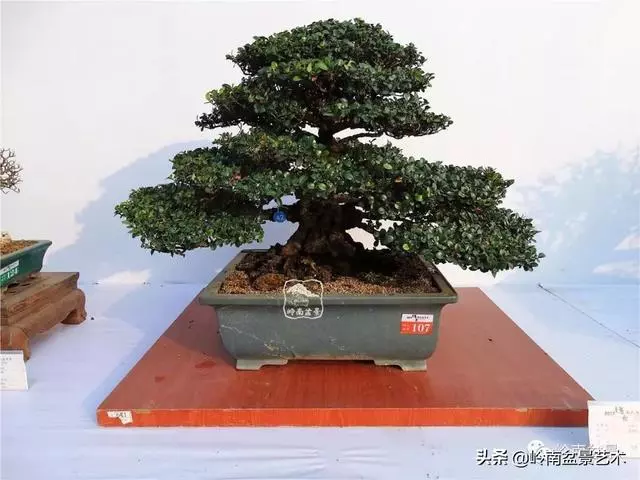 高手玩樹,木無貴賤,取形為上!