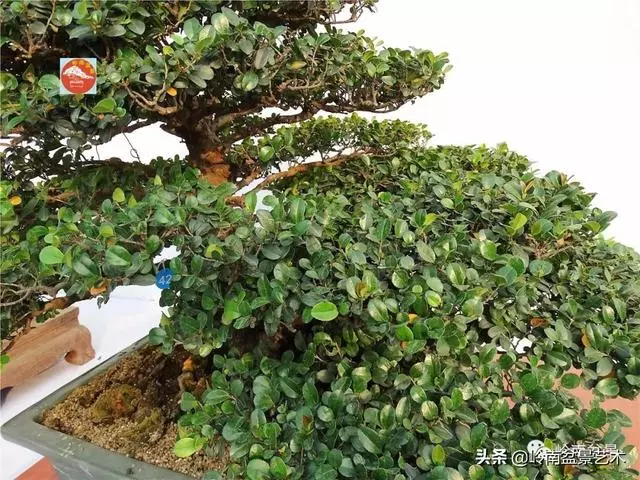 高手玩樹,木無貴賤,取形為上!