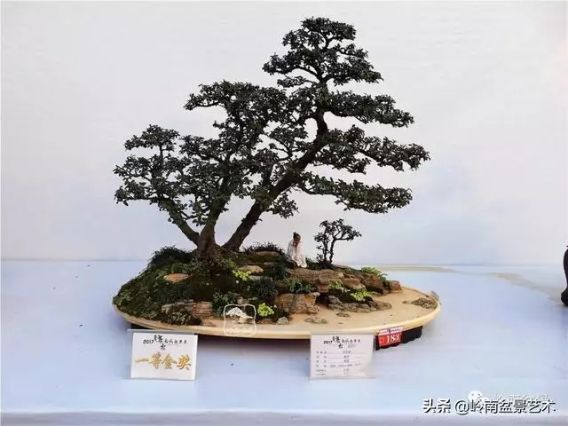 高手玩樹,木無貴賤,取形為上!