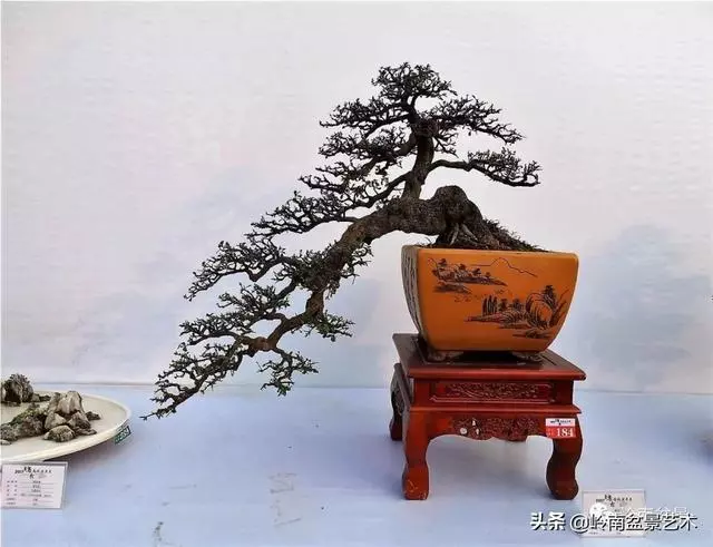 高手玩樹,木無貴賤,取形為上!