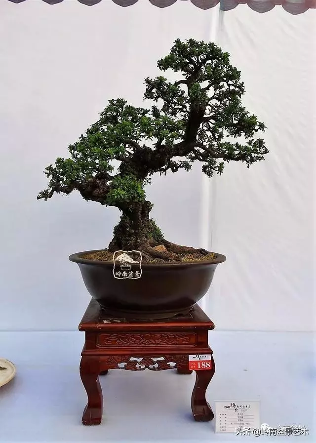 高手玩樹,木無貴賤,取形為上!