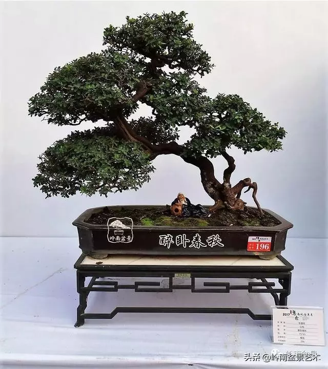 高手玩樹,木無貴賤,取形為上!