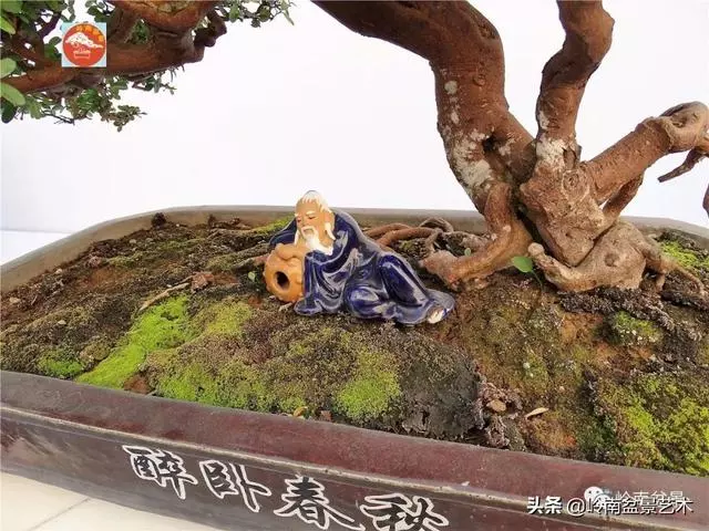 高手玩樹,木無貴賤,取形為上!