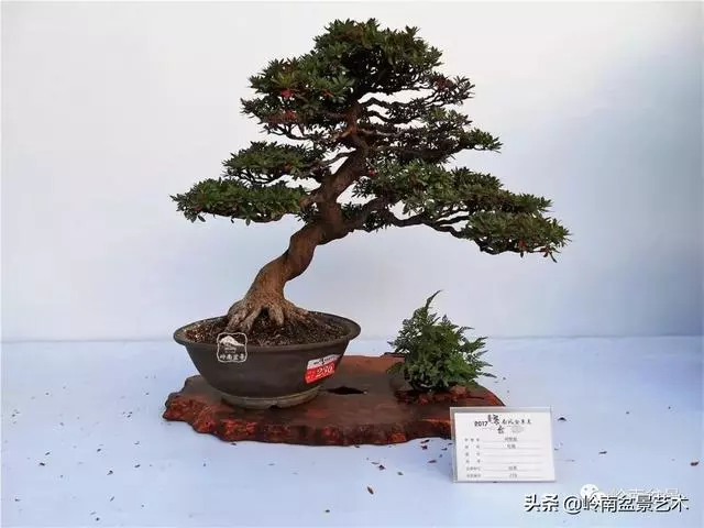 高手玩樹,木無貴賤,取形為上!