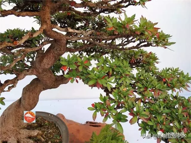 高手玩樹,木無貴賤,取形為上!