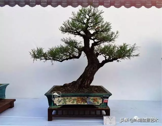 高手玩樹,木無貴賤,取形為上!