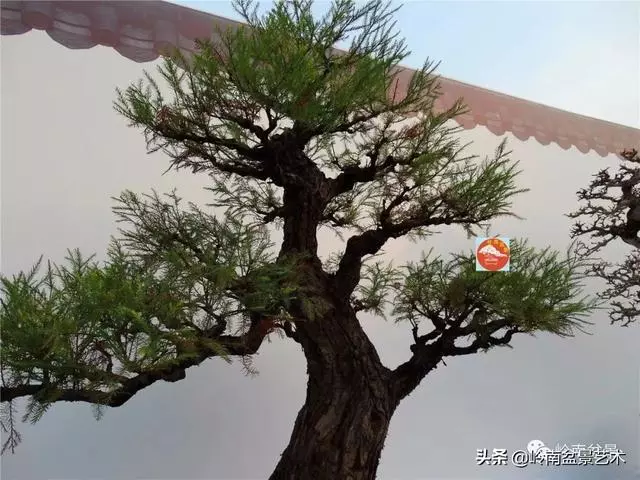 高手玩樹,木無貴賤,取形為上!