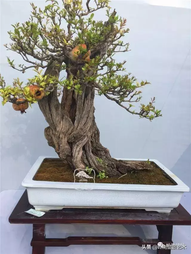 高手玩樹,木無貴賤,取形為上!