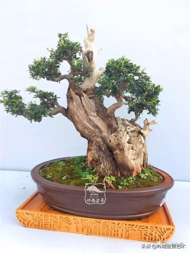 高手玩樹,木無貴賤,取形為上!