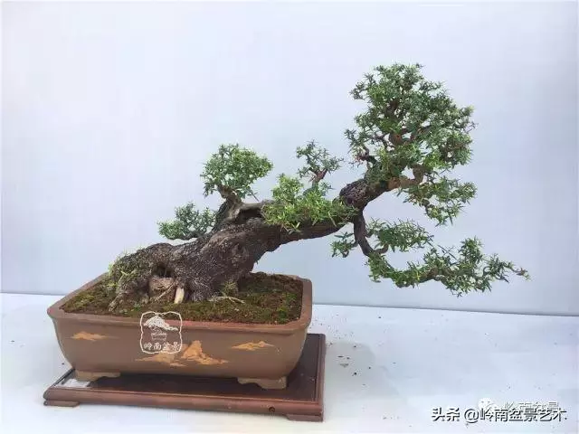 高手玩樹,木無貴賤,取形為上!
