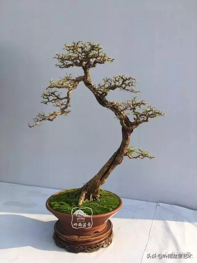 高手玩樹,木無貴賤,取形為上!