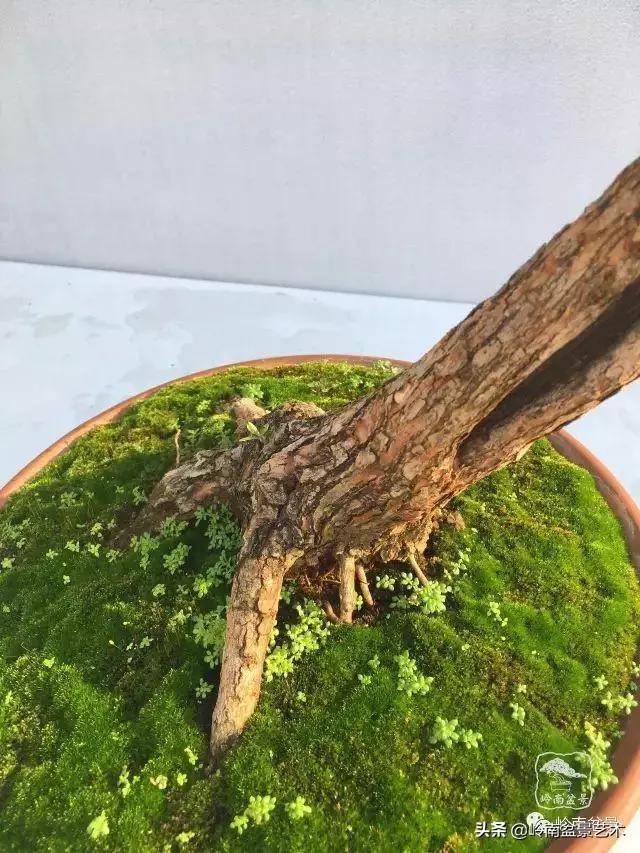 高手玩樹,木無貴賤,取形為上!