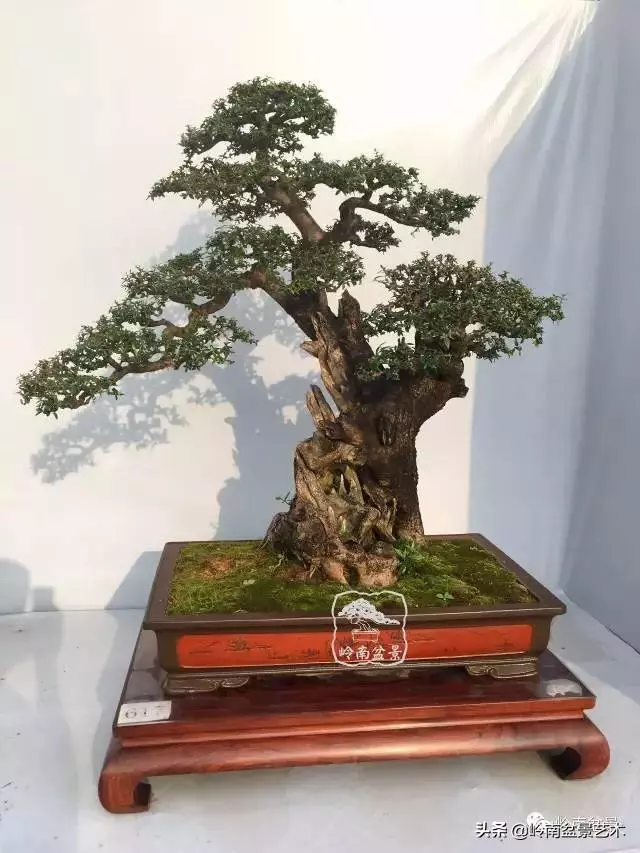 高手玩樹,木無貴賤,取形為上!