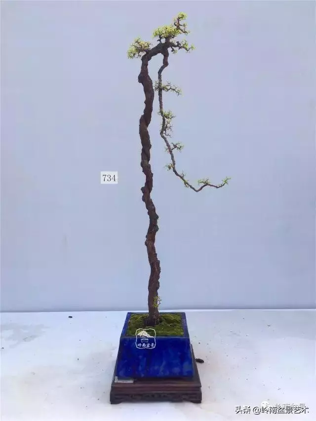 高手玩樹,木無貴賤,取形為上!