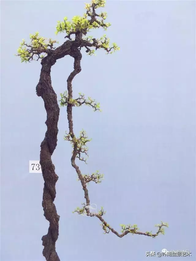 高手玩樹,木無貴賤,取形為上!