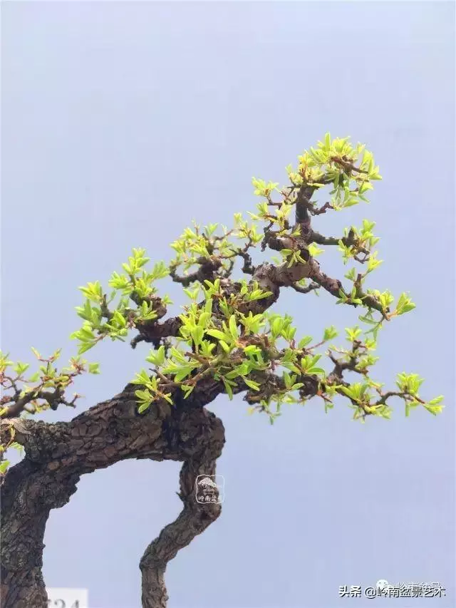 高手玩樹,木無貴賤,取形為上!