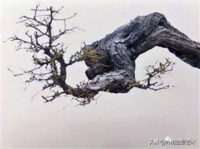 高手玩樹,木無貴賤,取形為上!