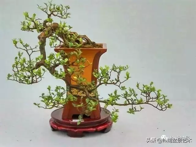 高手玩樹,木無貴賤,取形為上!