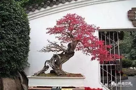 高手玩樹,木無貴賤,取形為上!