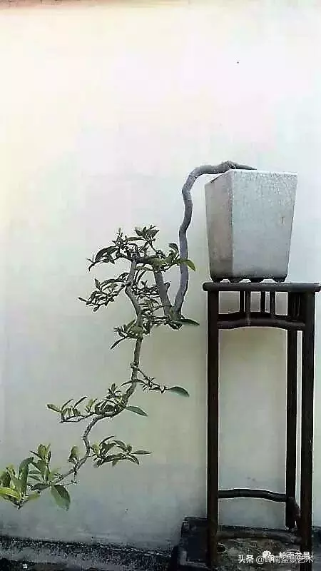 高手玩樹,木無貴賤,取形為上!