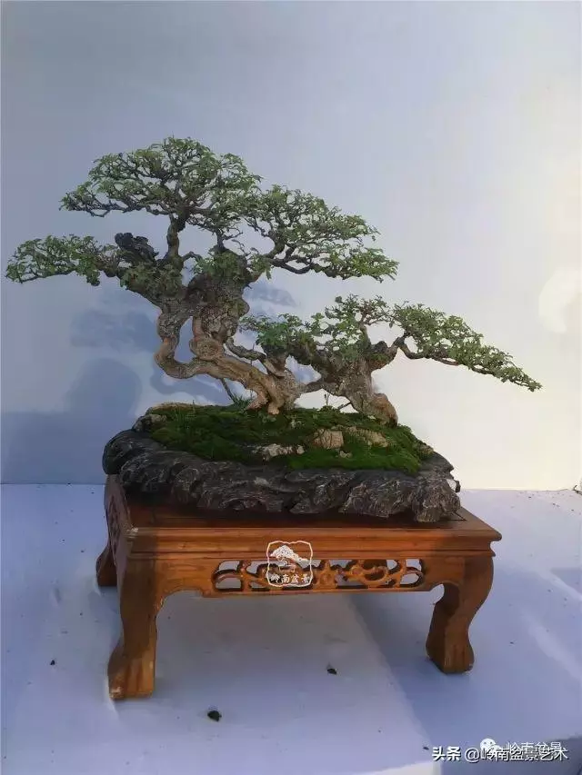 高手玩樹,木無貴賤,取形為上!