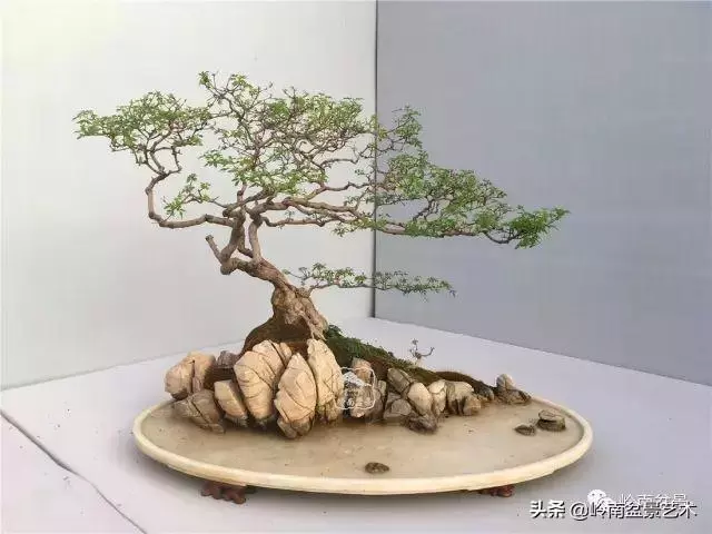 高手玩樹,木無貴賤,取形為上!
