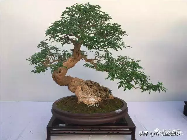 高手玩樹,木無貴賤,取形為上!