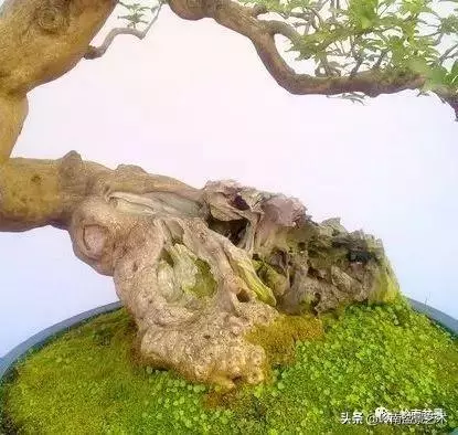 高手玩樹,木無貴賤,取形為上!