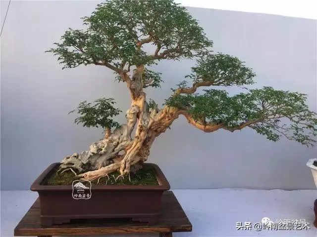 高手玩樹,木無貴賤,取形為上!