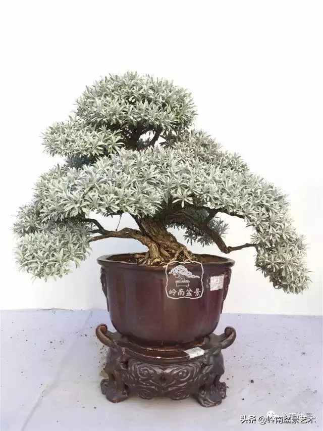 高手玩樹,木無貴賤,取形為上!