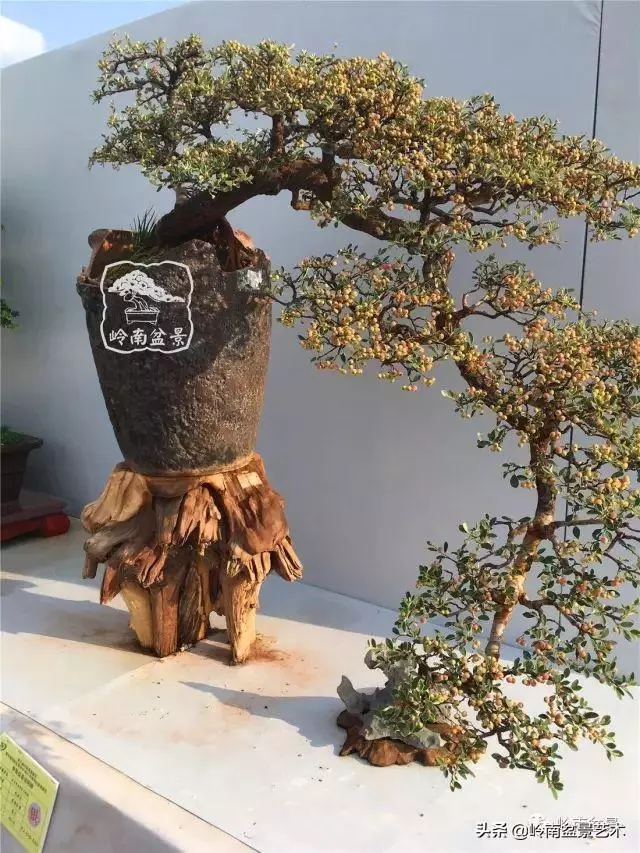 高手玩樹,木無貴賤,取形為上!