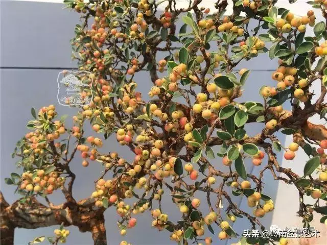高手玩樹,木無貴賤,取形為上!