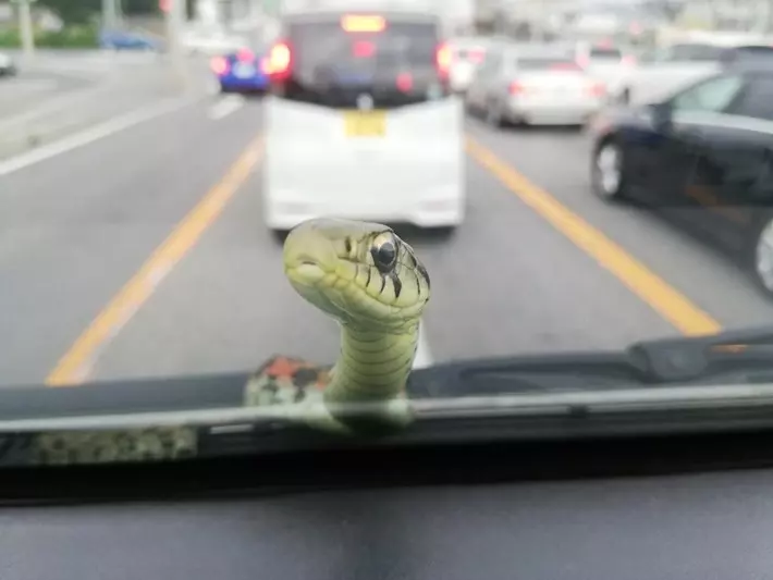 開車到一半蛇蛇探頭!一臉呆萌隔擋風玻璃往內看:我們現在要去哪玩~