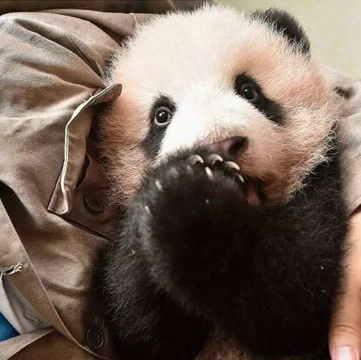 20張讓你看到忍不住會說「可惡好想抱緊啊」的可愛動物照片