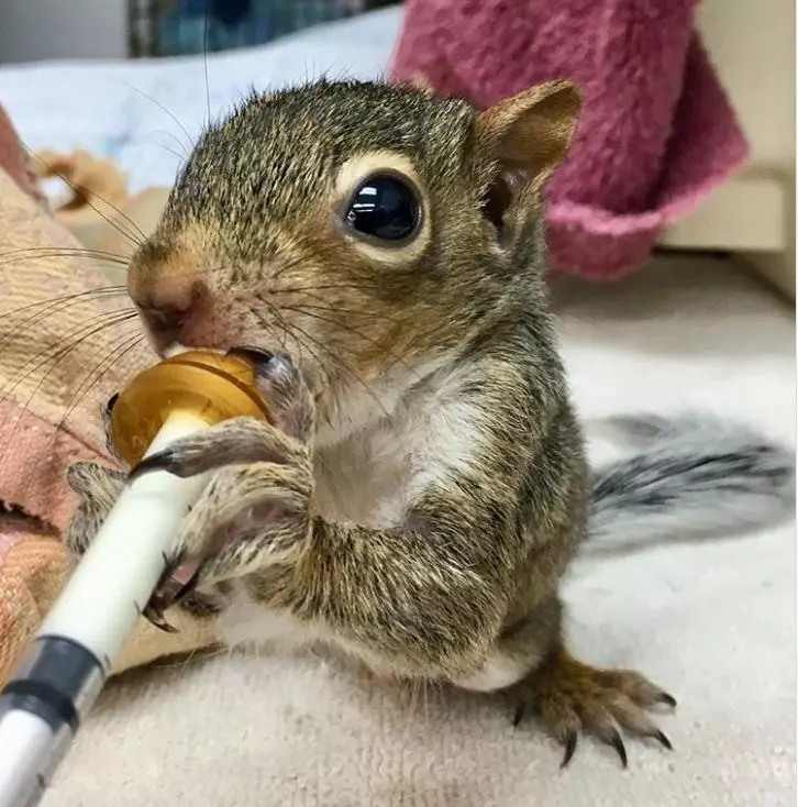 20張讓你看到忍不住會說「可惡好想抱緊啊」的可愛動物照片