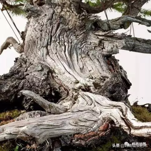 觀皮讀骨選好樹,幹古枝老殘缺美!
