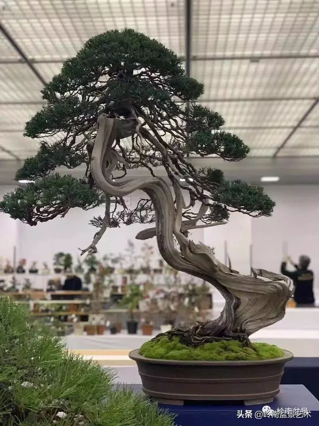 觀皮讀骨選好樹,幹古枝老殘缺美!