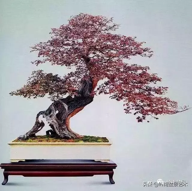 觀皮讀骨選好樹,幹古枝老殘缺美!