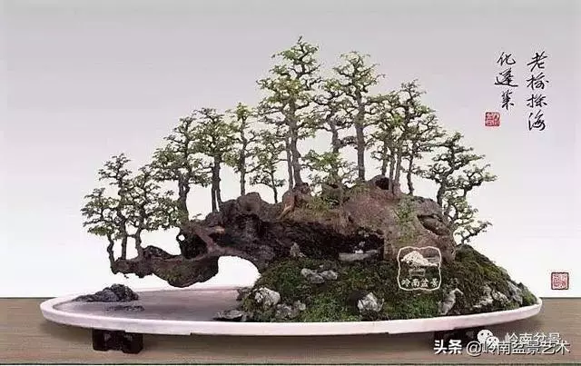 觀皮讀骨選好樹,幹古枝老殘缺美!