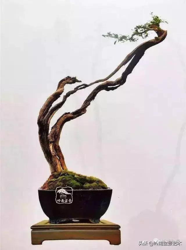 觀皮讀骨選好樹,幹古枝老殘缺美!