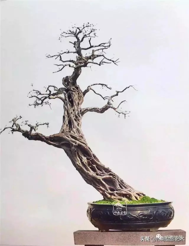 觀皮讀骨選好樹,幹古枝老殘缺美!