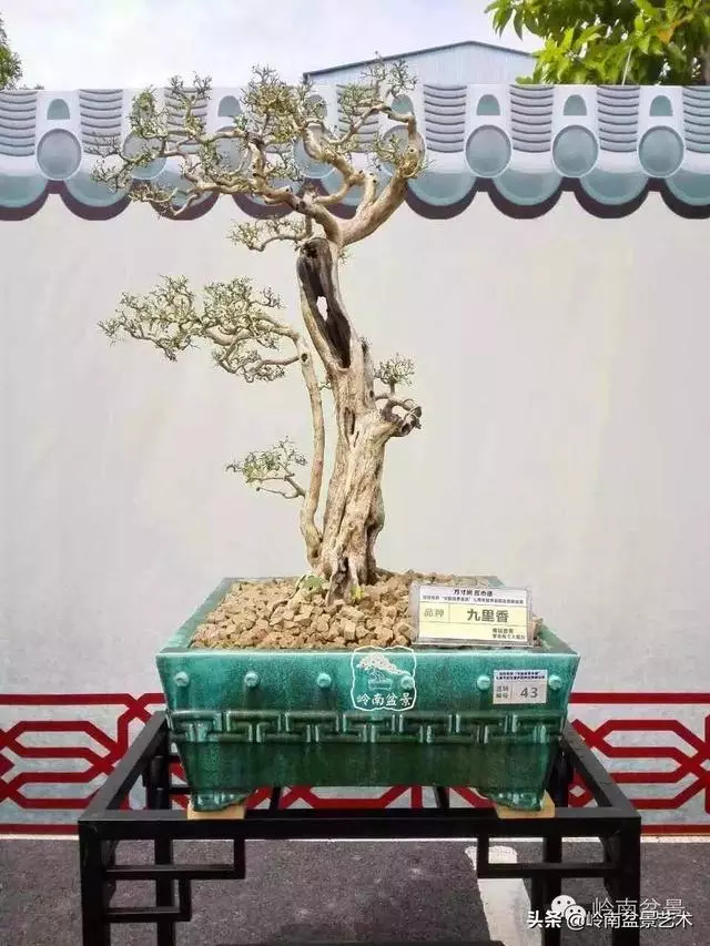 觀皮讀骨選好樹,幹古枝老殘缺美!