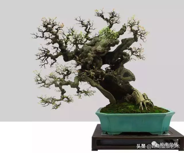 觀皮讀骨選好樹,幹古枝老殘缺美!
