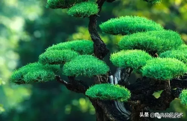 觀皮讀骨選好樹,幹古枝老殘缺美!