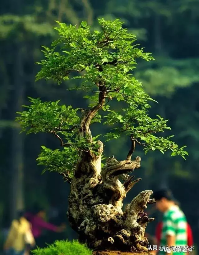 觀皮讀骨選好樹,幹古枝老殘缺美!