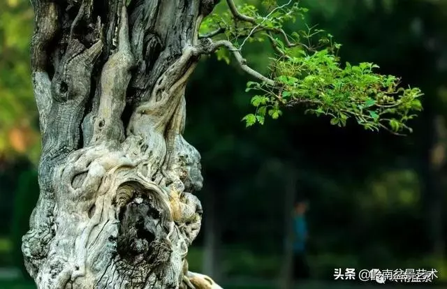 觀皮讀骨選好樹,幹古枝老殘缺美!