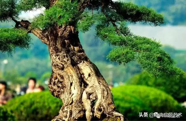 觀皮讀骨選好樹,幹古枝老殘缺美!