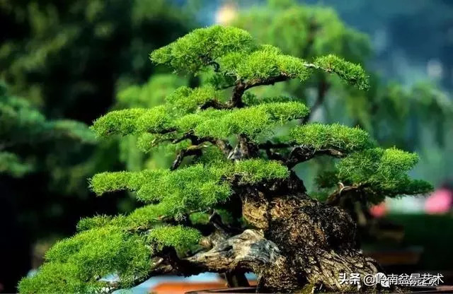 觀皮讀骨選好樹,幹古枝老殘缺美!