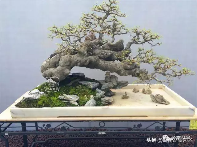 觀皮讀骨選好樹,幹古枝老殘缺美!