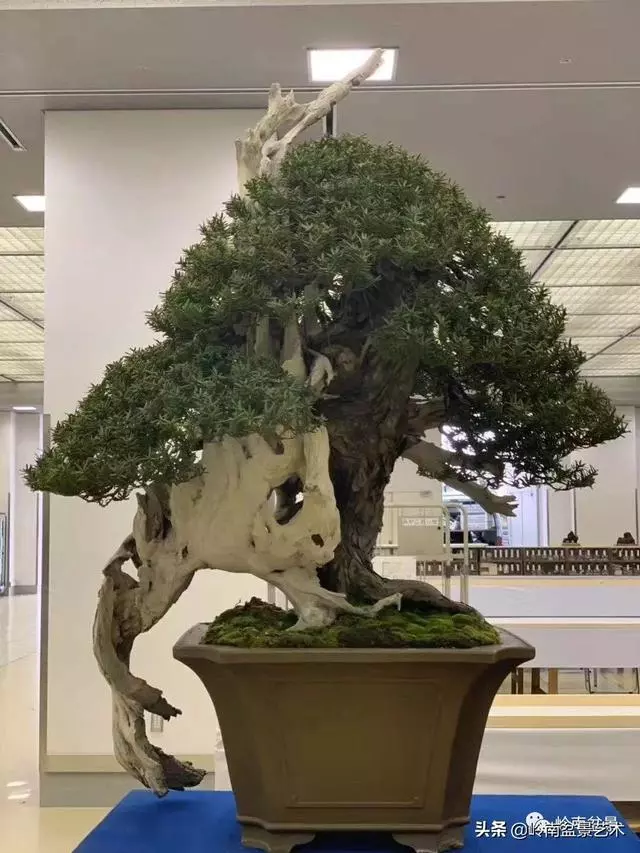 觀皮讀骨選好樹,幹古枝老殘缺美!